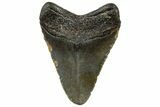 Serrated, Juvenile Megalodon Tooth - North Carolina #307323-1